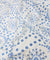Most Premium Chikankari Hakuba On Printed Poplin Cotton FABRIC (Big WIDTH!!)