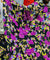Most Premium Fine Georgette Brasso FABRIC (Big WIDTH!!)