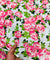 Most Premium BRANDED Pure Cambric Cotton PRINTED FABRIC