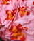 Most Premium Pure Viscose Japan Satin Fabric (Big WIDTH!!)