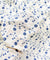 Most Premium Pure Fine Thread Embroidery LINEN Cotton FABRIC (Big WIDTH!!)