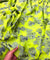 Most Premium Fine Zari Weaving On Pure Georgette FABRIC