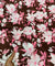 Premium Pure Cotton 80*80 Printed Cotton FABRIC (Big WIDTH!!)