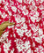Premium Pure Cotton 80*80 Printed Cotton FABRIC (Big WIDTH!!)