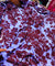 Branded Premium Fine Member Satin Viscose PRINTED FABRIC (Big WIDTH!!)