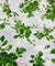 Most Premium Pure Cotton Hakuba Chikankari Printed Fabric (Big WIDTH!!)