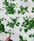 Most Premium Pure Cotton Hakuba Chikankari Printed Fabric (Big WIDTH!!)