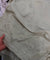 Most Premium Pure Hakuba Chikankari Cotton Fabric (Big WIDTH!!)