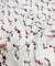 Most Premium Pure Hakuba Chikankari Cotton Fabric (Big WIDTH!!)