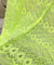 Most Premium Pure Hakuba Chikankari Cotton Fabric (Big WIDTH!!)