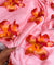 Most Premium Pure Printed Fabric (Big WIDTH!!)