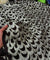 Most Premium Fine Zari Weaving On Pure Georgette FABRIC (Big WIDTH!!)