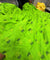Most Premium Pure Hakuba Chikankari Cotton Fabric (Big WIDTH!!)