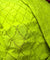 Most Premium Pure Cotton Hakuba Chikankari Fabric (Big WIDTH!!)