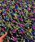 Most Premium Fine Zari Weaving On Pure Georgette FABRIC (Big WIDTH!!)