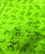 Most Premium Pure Cotton Hakuba Chikankari Fabric (Big WIDTH!!)