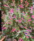 Most Premium Imported China Velvet FABRIC Printed (Kurti Cut Size)