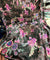 Most Premium Imported China Velvet FABRIC Printed (Kurti Cut Size)