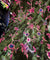 Most Premium Imported China Velvet FABRIC Printed (Kurti Cut Size)