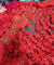 Premium FABRICS On (SALE Prices) Discount