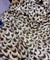 Most Premium Fine Zari Weaving On Pure Georgette FABRIC (Big WIDTH!!)