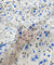 Most Premium Pure Cotton Hakuba Chikankari Fabric (Big WIDTH!!)