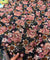 Most Premium Fine Zari Weaving On Pure Georgette FABRIC