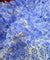 Most Premium Pure Mul Cotton Hakuba Chikankari Printed Fabric (Big WIDTH!!)