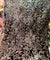 Most Premium Imported Plachi Brasso Velvet