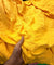 Most Premium Branded Export LINEN Cotton FABRICS (Big WIDTH!!)