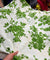 (SALE Prices) Pure Cotton Hakuba Chikankari  (Big WIDTH!!)