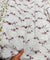 (SALE Prices) Pure Cotton Hakuba Chikankari  (Big WIDTH!!)
