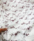(On Discounted Price) Most Premium Hakuba Chikankari Cotton FABRIC (Big Width!!)