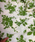 Most Premium Pure Hakuba Chikankari Cotton Fabric (Big WIDTH!!)
