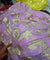 Most Premium Fine Zari Weaving On Pure Georgette FABRIC